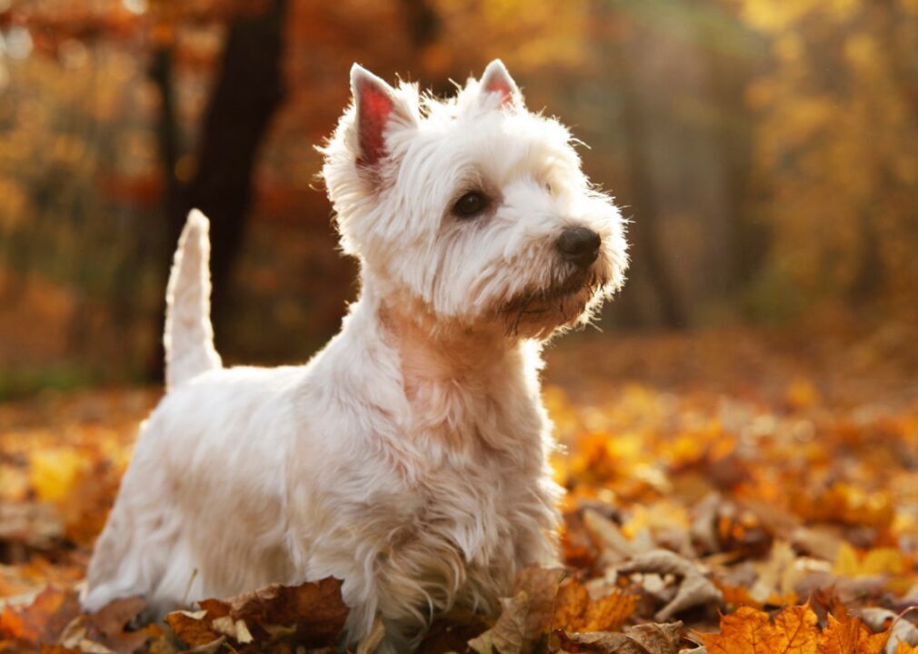 #33. West Highland white terrier (tie)